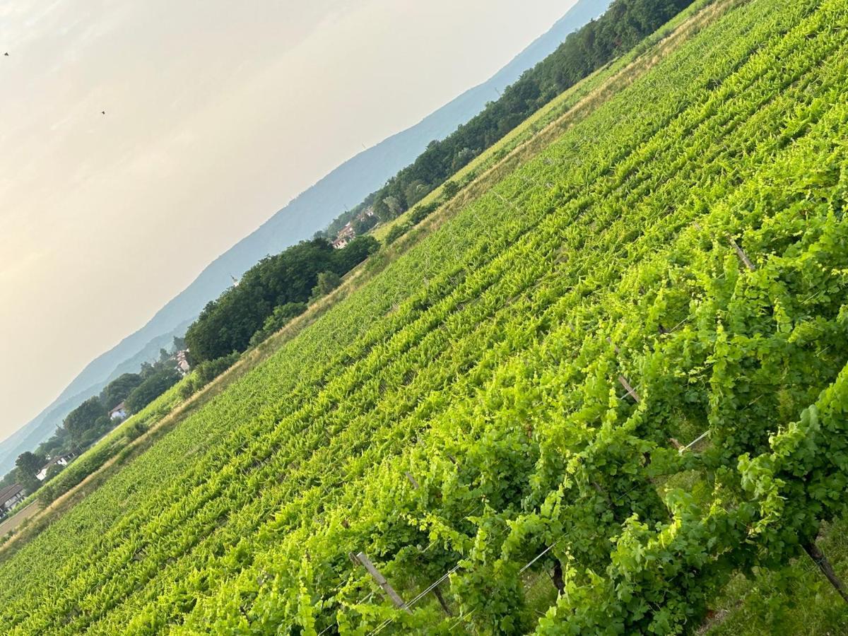 Cruna Di Subida Wine Country House Cormòns المظهر الخارجي الصورة