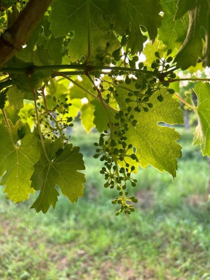 Cruna Di Subida Wine Country House Cormòns المظهر الخارجي الصورة